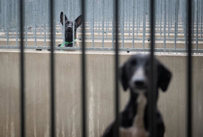 Perros durante la jornada de puertas abiertas en el Centro de Protección Animal de Madrid Salud, a 17 de enero de 2026, en Madrid (España). El Centro de Protección Animal es el centro de acogida de animales del Ayuntamiento de Madrid que se ocupa de la re