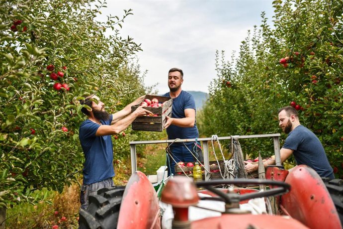 Archivo - Smiling Friends Utilizing Teamwork While Loading Freshly Harvested Apples On To Tractor Wagon.