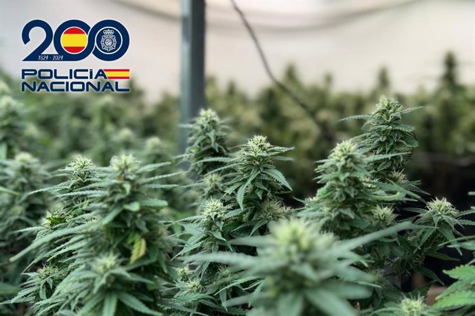 Marihuana intervenida en una plantación 'indoor' de Almería.