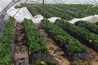 UPA-A pide medidas excepcionales para paliar los efectos del temporal con impacto devastador en todos los cultivos