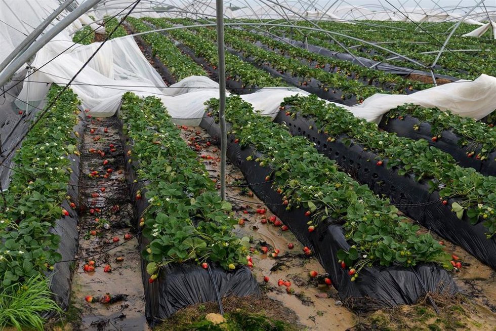 Daños en una finca de frutos rojos de Almonte (Huelva).