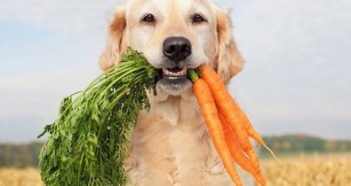 Comunicados Sociedad