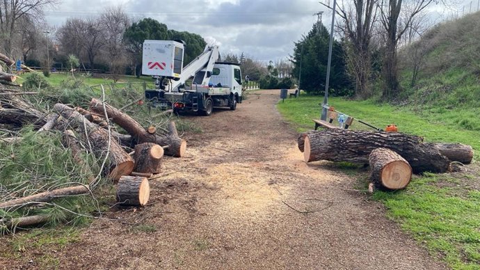 Árboles cortados tras ser derribados por el temporal en Mérida.