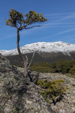 Archivo - Vistas del Macizo de Peñalara desde Cabeza Mediana, en el Pinar de los Belgas, a 7 de abril de 2022, en Madrid (España). 