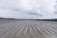 Agroseguros cifra de forma provisional en más de 20 millones las pérdidas en el campo andaluz por el tren de borrascas