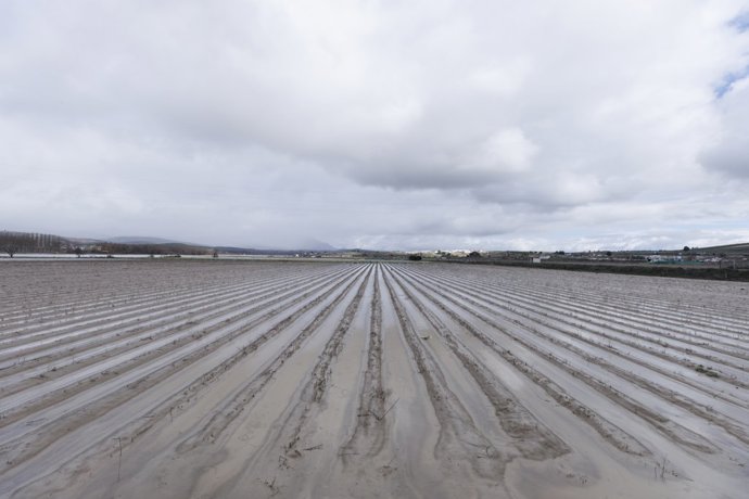 Cultivos anegados tras las inundaciones producidas por el desbordamiento del río Genil. A 9 de Febrero de 2026, en Huétor Tájar, Granada (Andalucía, España).