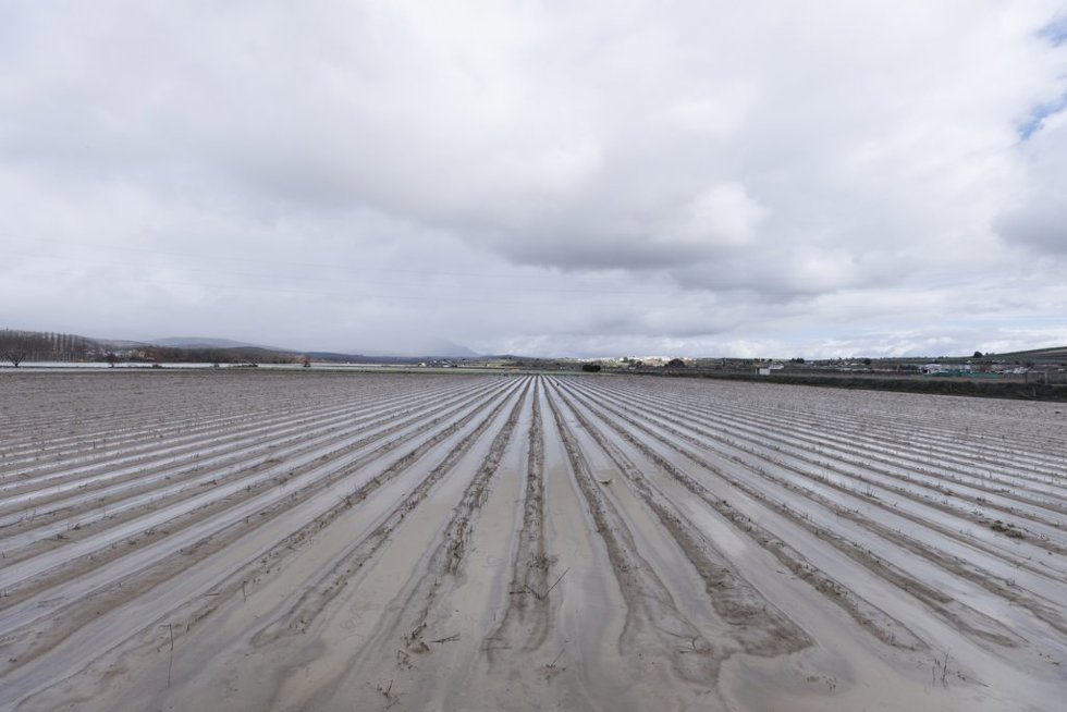 Cultivos anegados tras las inundaciones producidas por el desbordamiento del río Genil. A 9 de Febrero de 2026, en Huétor Tájar, Granada (Andalucía, España).