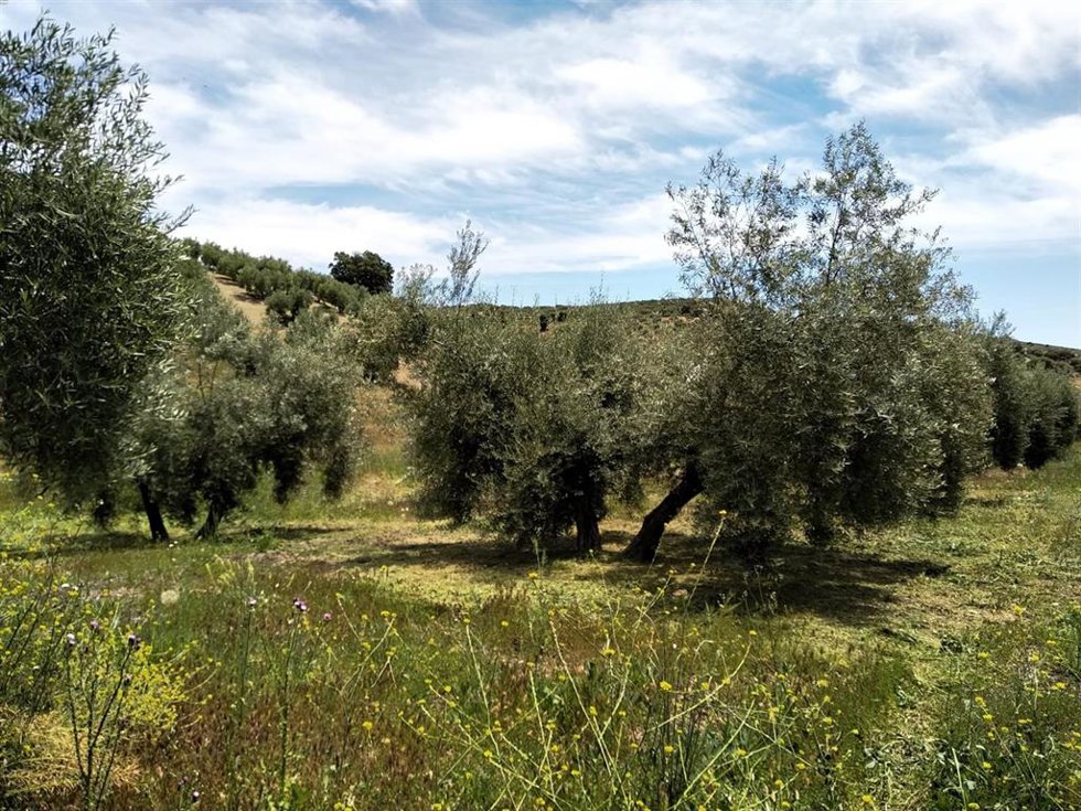 Archivo - Imagen de archivo de un olivar