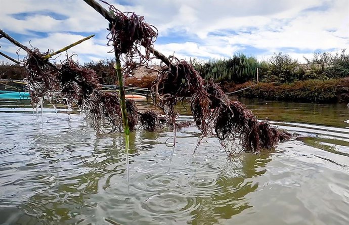 Alga Gracilaria en esteros de Cádiz
