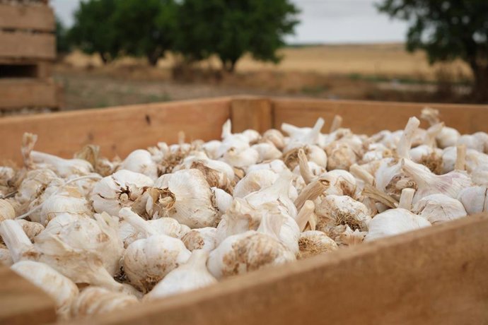 Archivo - Cabezas de ajo almacenadas en una caja tras ser recolectadas.