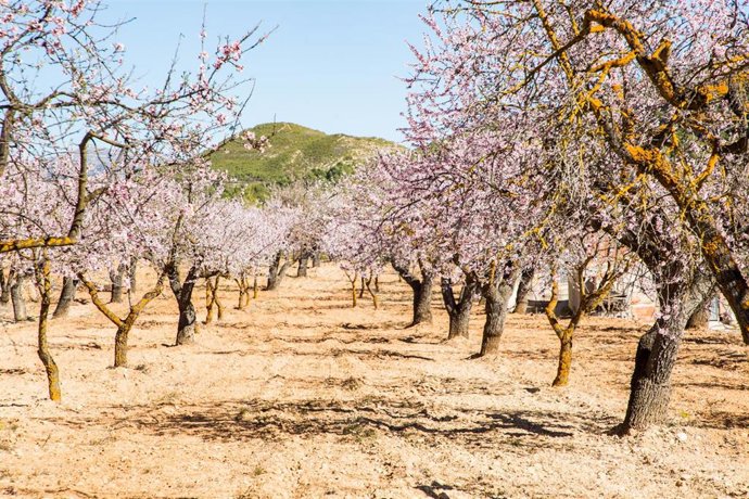 Archivo - Hilera de almendros en flor en Torremanzanas, a 17 de febrero de 2022, en Torremanzanas, Alicante, Comunidad Valenciana (España). 