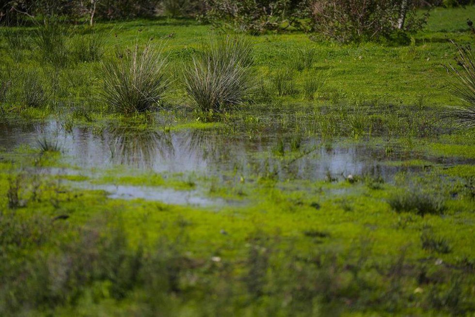 Detalle de los humedales durante la visita al Paraje Natural y Reserva de la Biosfera Marismas del Odiel en Punta Umbría, a 2 de febrero de 2026 en Huelva (Andalucía, España). 