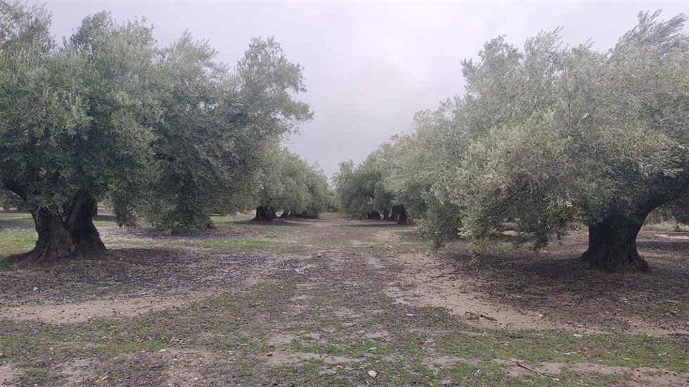 Olivares con la aceituna caída en el suelo como consecuencia de la cadena de borrascas