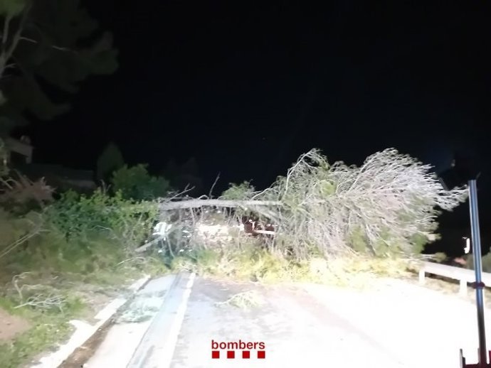 Árbol caído en Gelida (Barcelona)
