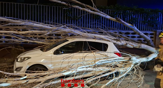 Árbol caído sobre un coche