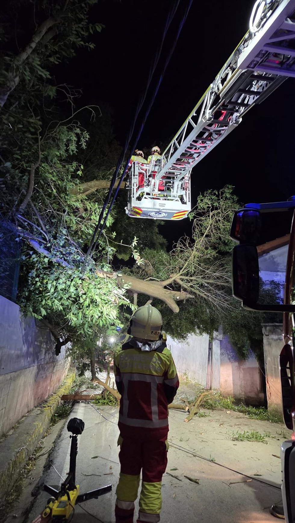 Los Bomberos del Gobierno de Cantabria retiran el árbol tirado por el viento en San Miguel de Meruelo