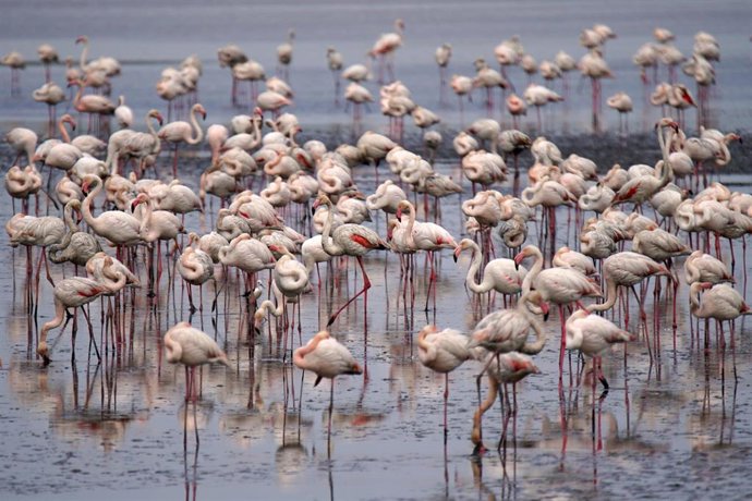 Archivo - Miles de flamencos rosas vuelven a la laguna de Fuente de Piedra.