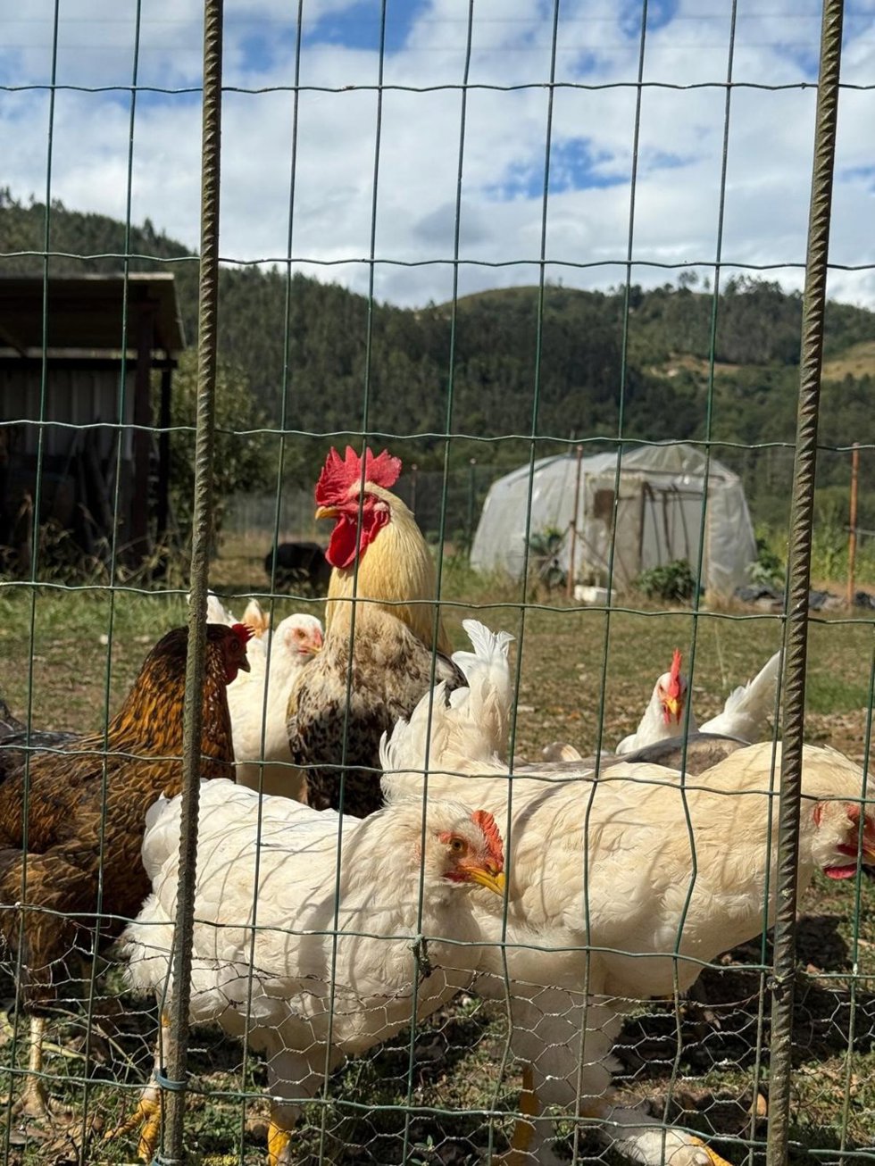 Archivo - Gallo y gallinas.
