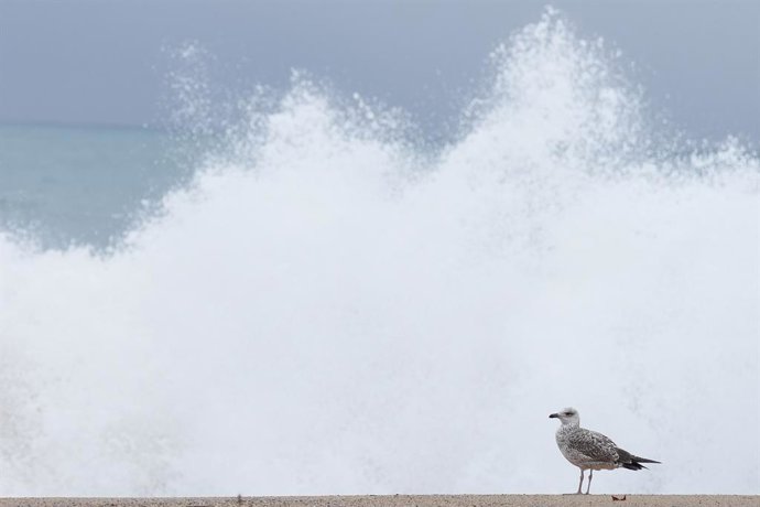 Gavines a la platja de la Barceloneta durant el temporal