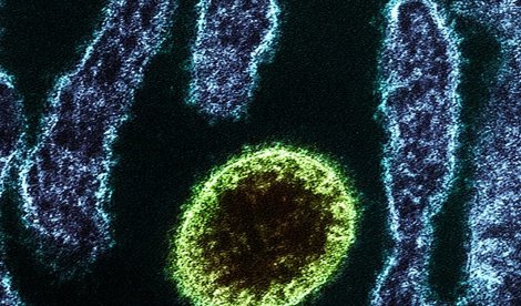 notibrasil sociedade