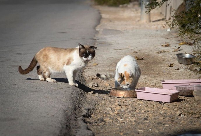 Dos gatos en la calle