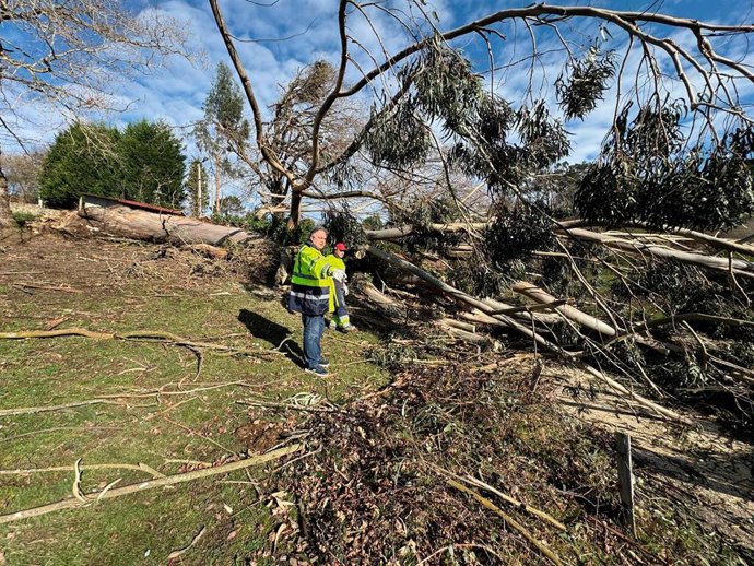 Operarios trabajan en la caída de un árbol en Siero a causa del viento.