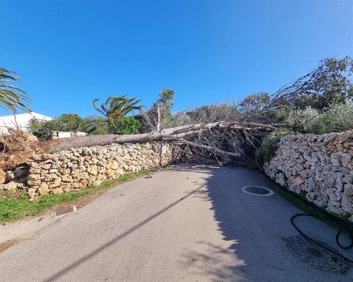 Árbol caído en una carretera de Menorca a causa del fuerte viento