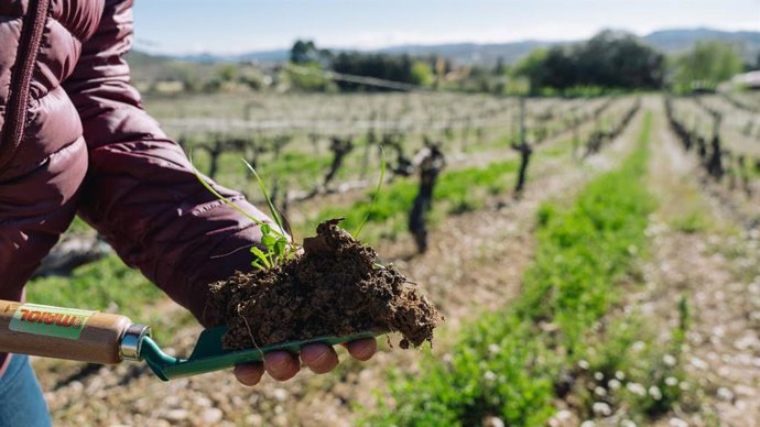 Una parcel·la d'agricultura regenerativa