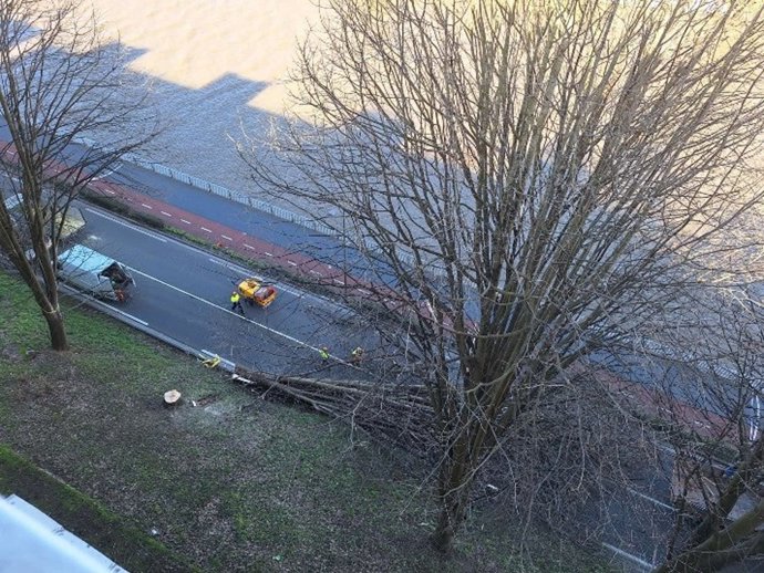 Reiterada de un árbol en la GI-636