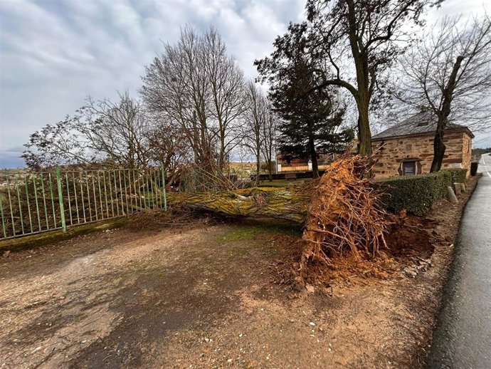 Las fuertes rachas de viento han producido diferentes daños en parques, derribo de árboles y arrastres de materiales en edificaciones de Astorga (León).