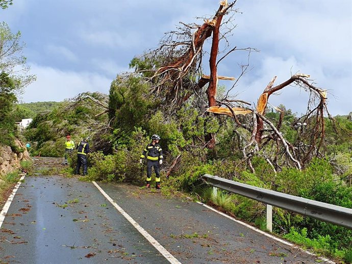 Archivo - Árboles caídos en Sant Antoni (Ibiza) a consecuencia de las fuertes lluvias