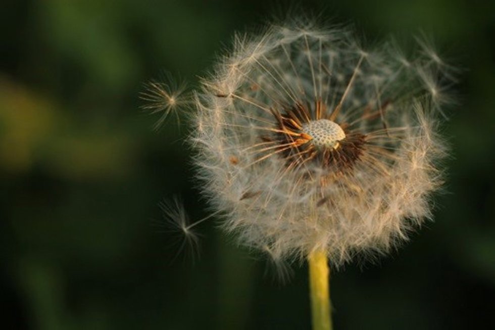 Semillas del diente de león, Taraxacum officinale