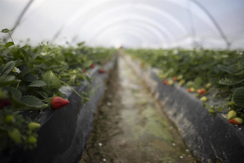 Explotación agrícola en Moguer (Huelva) dedicada al cultivo de la fresa afectada por el temporal.