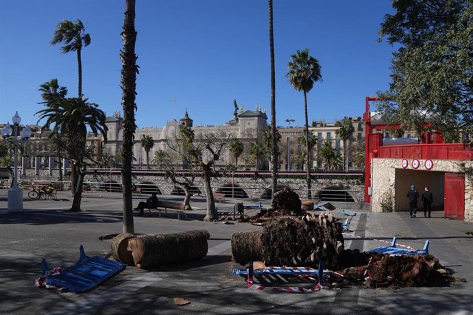 Trozos de palmeras en el suelo durante el temporal por viento, a 12 de febrero de 2026, en Barcelona, Catalunya (España)