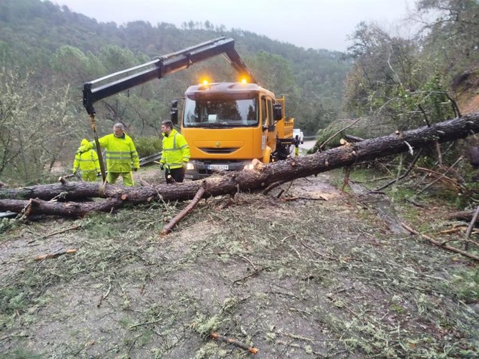 Operarios trabajan en la retirada de un árbol caído en una carretera cordobesa en una imagen de archivo.