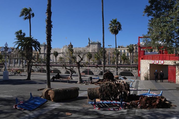 Trozos de palmeras en el suelo durante el temporal por viento, a 12 de febrero de 2026, en Barcelona, Catalunya (España). El teléfono de emergencias 112 ha recibido un total de 1.345 llamadas por el fuerte viento hasta las 6 horas de este jueves, 12 de fe