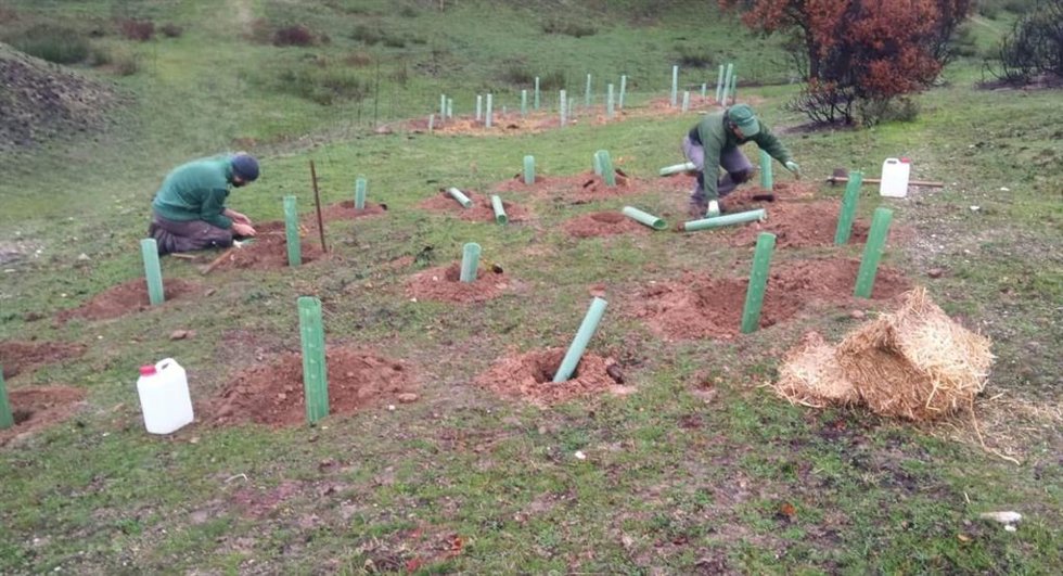 Fundación Hefame participa en la recuperación de zonas naturales afectadas por los incendios de 2025 en Madrid