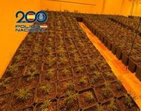 Intervenidas más de 1.300 plantas de marihuana en pisos de la zona Norte de Granada