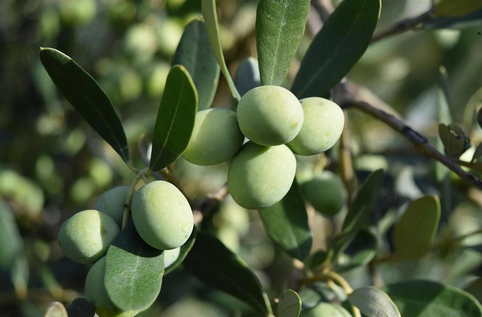 Archivo - Cooperativas Agro-alimentarias se persona contra demanda frente a norma de comercialización de aceite oliva