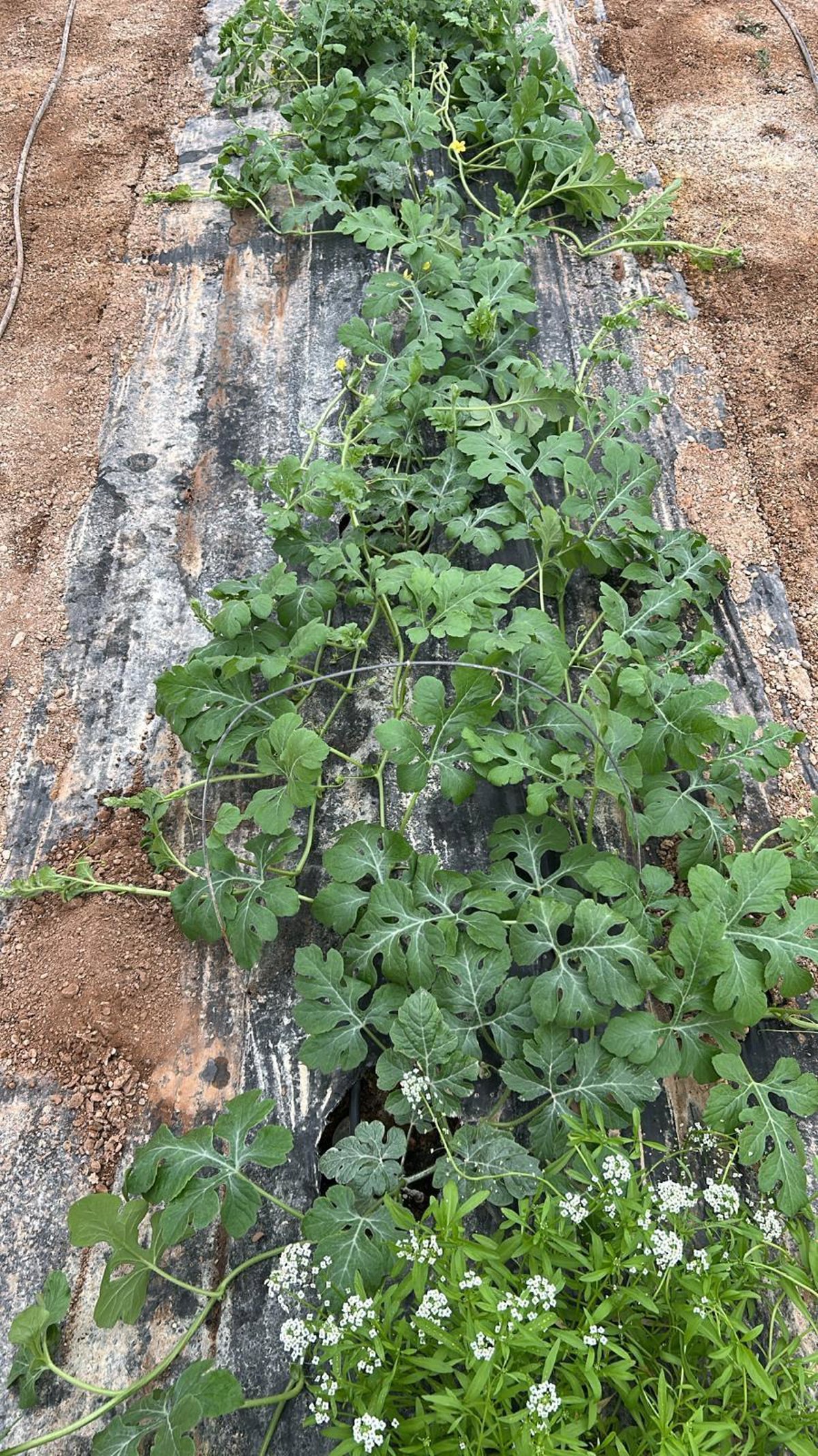 Asaja apunta a que la sandía liderará la campaña 2025/2026 con un 9% más de superficie en Almería