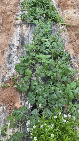Plantación de sandía en sus primeras fases de desarrollo.