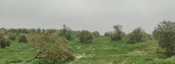 El efecto del temporal en un campo cordobés.