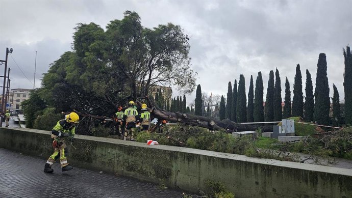 Cae un pino de más de 60 años en la Plaza de España de Guadalajara tras las borrascas