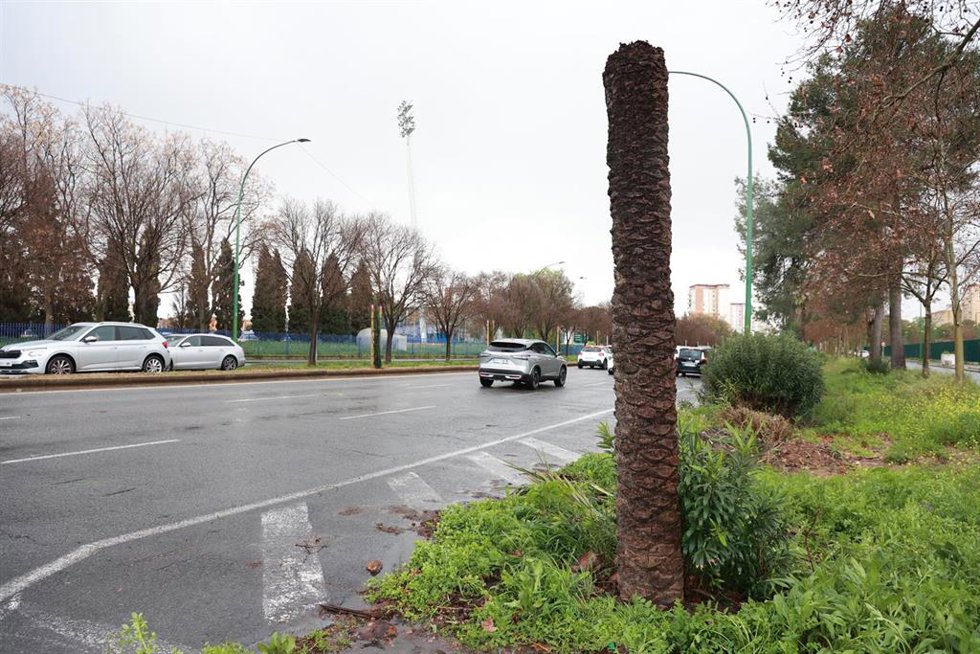 Imagen de los restos de una palmera, que en la mañana de hoy, 13 de febrero, y por acción del fuerte viento ha caído sobre un coche que circulaba por la avenida de Kansas City de Sevilla, dejando a su ocupante herida y atrapada. A 13 de febrero de 2026 