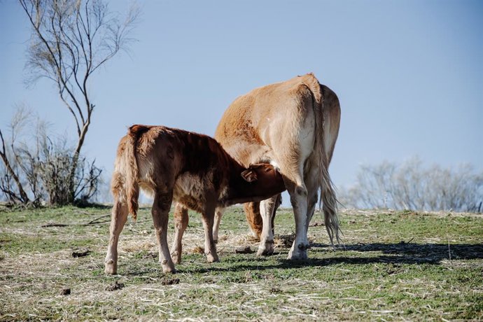 Archivo - Una vaca y su ternero 
