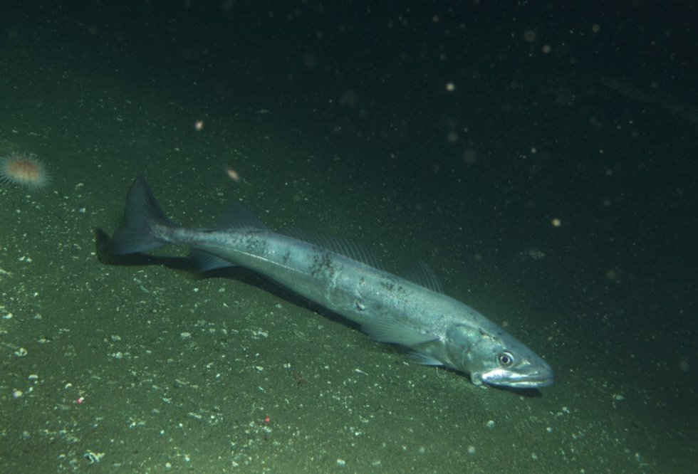 Merluza europea