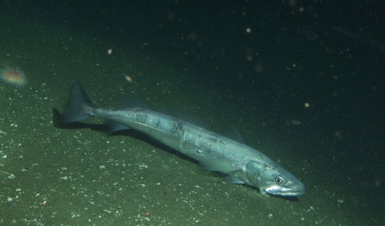 notibrasil sociedade