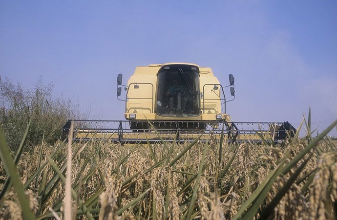 Archivo - Siega de arroz en la Albufera.