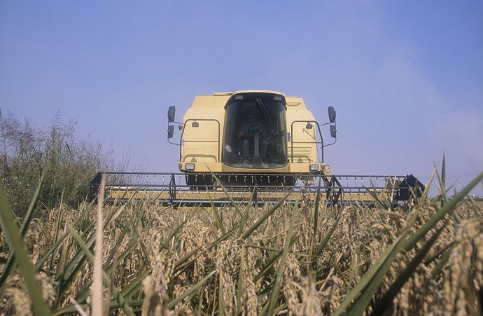 Archivo - Siega de arroz en la Albufera