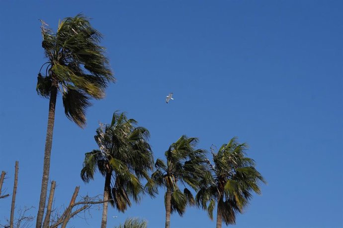 Palmeras bajo los efectos del viento, a 12 de febrero de 2026, en Barcelona, Catalunya (España).